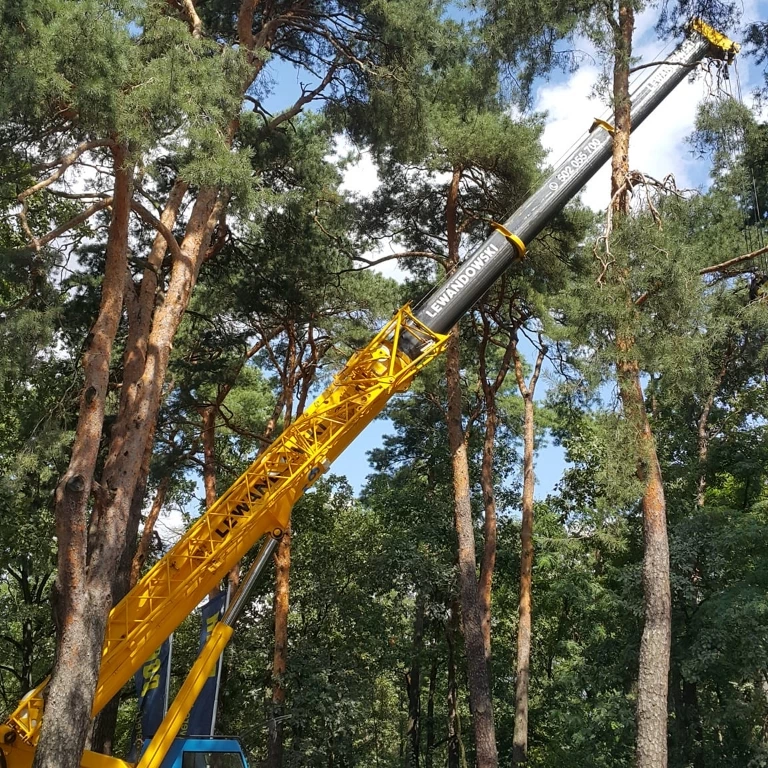 usługi dźwigowe w lesie